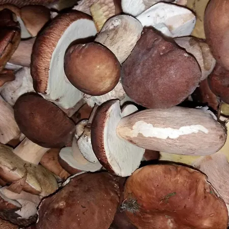 Semesterbostad Collioure *