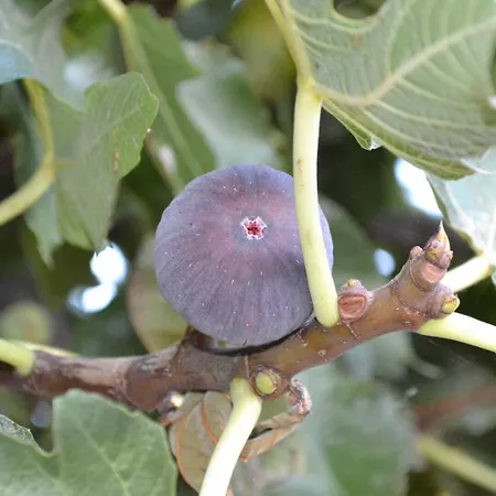 Collioure Semesterbostad *