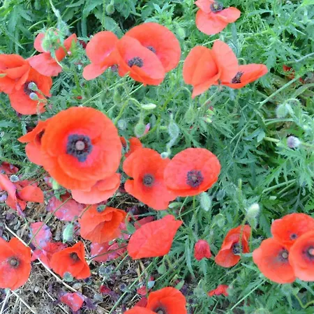 Collioure * Latour-Bas-Elne