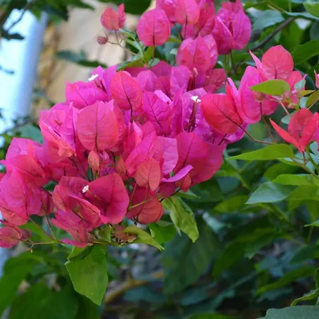 Collioure * Latour-Bas-Elne